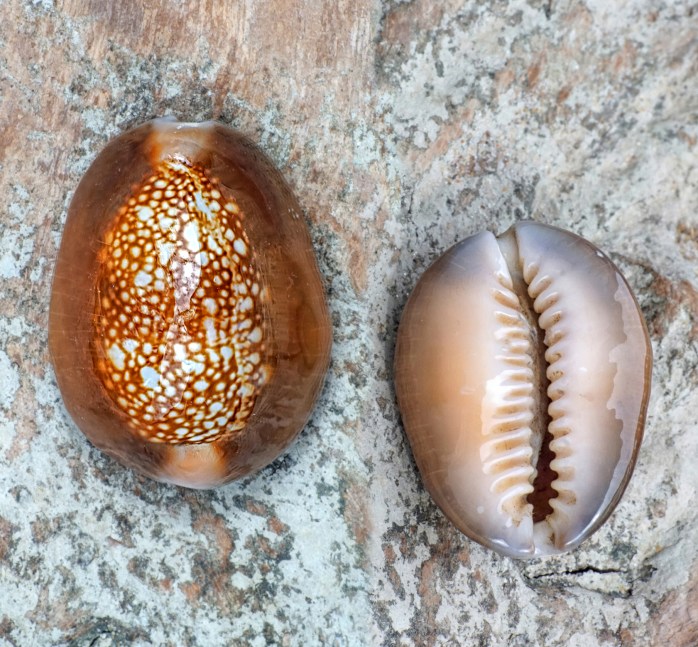 Univalve Seashell Identification from Tops, Cones, Cowries, Moon ...