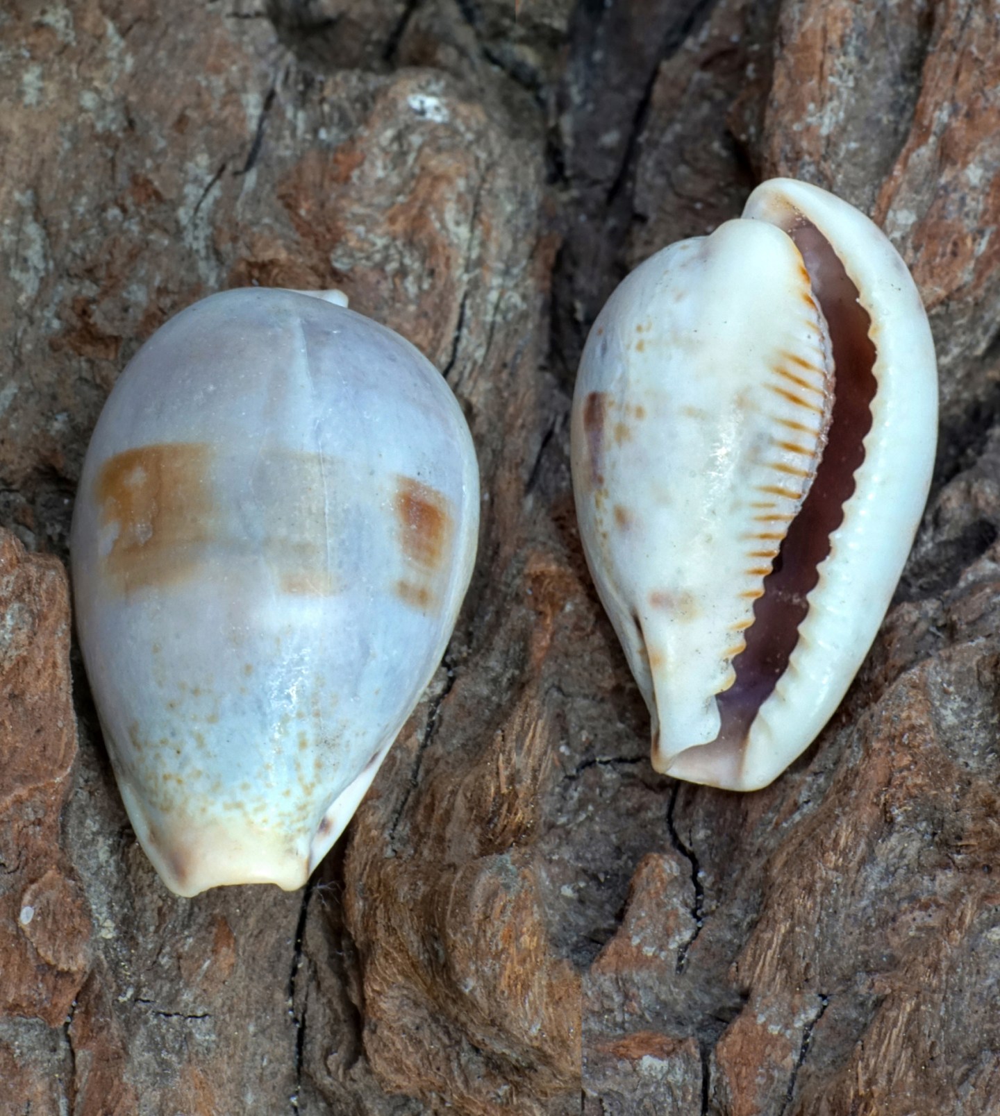 univalve-seashell-identification-from-tops-cones-cowries-moon