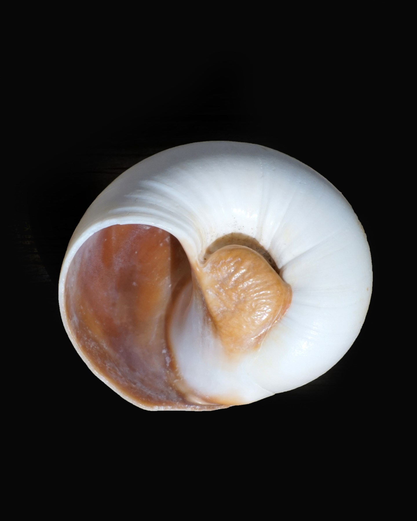Large Moon Shell Univalve Seashell Identification from Tops, Cones, Cowries, Moon ...