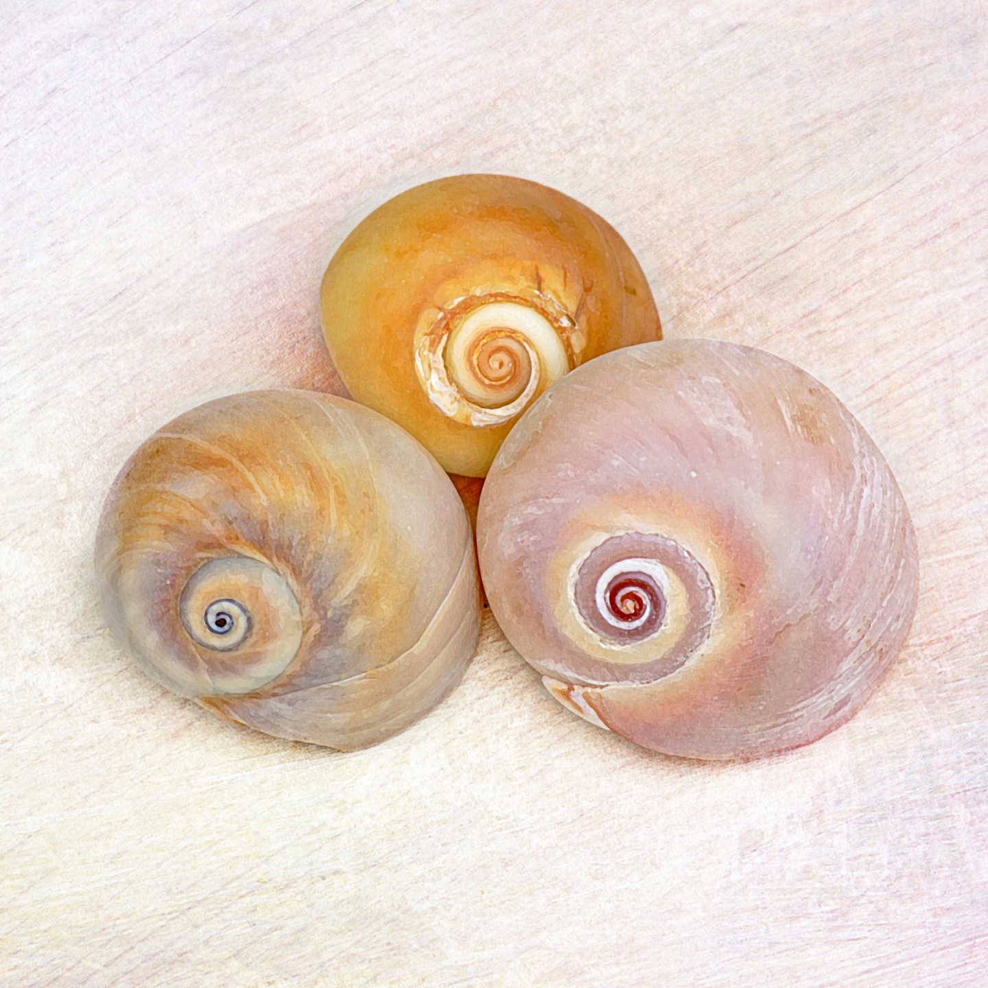 Univalve Seashell Identification from Tops, Cones, Cowries, Moon ...