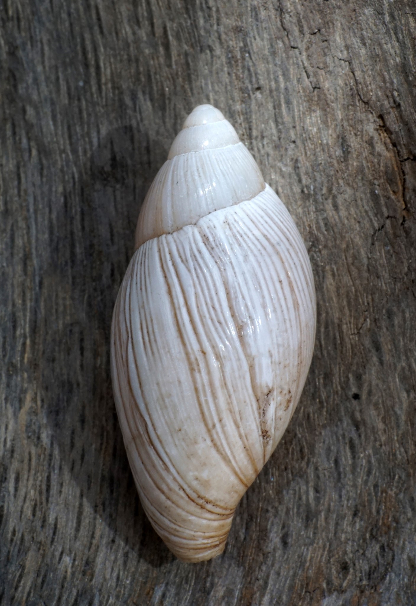 Univalve Seashell Identification from Tops, Cones, Cowries, Moon ...