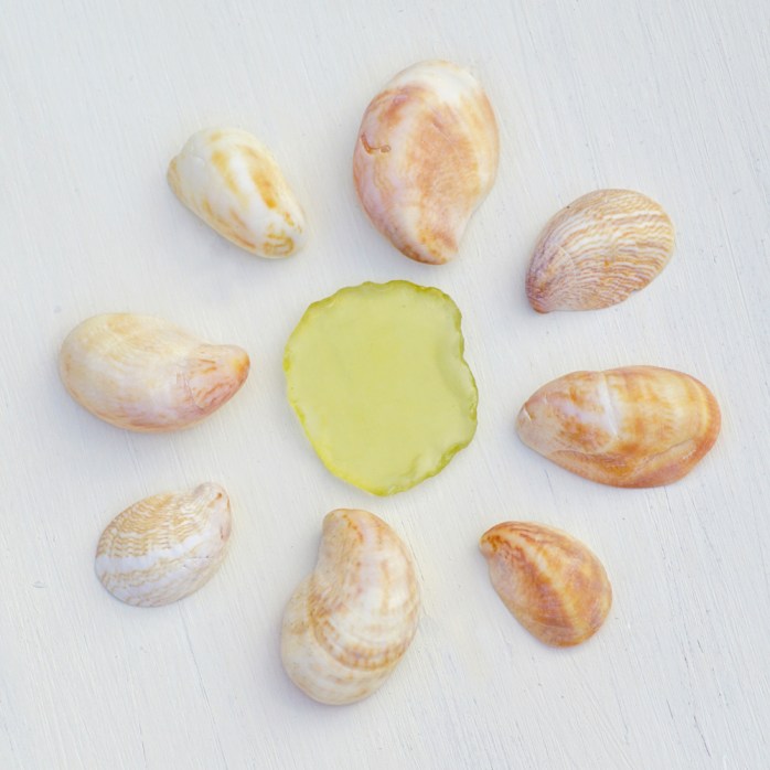 Univalve Seashell Identification from Tops, Cones, Cowries, Moon ...