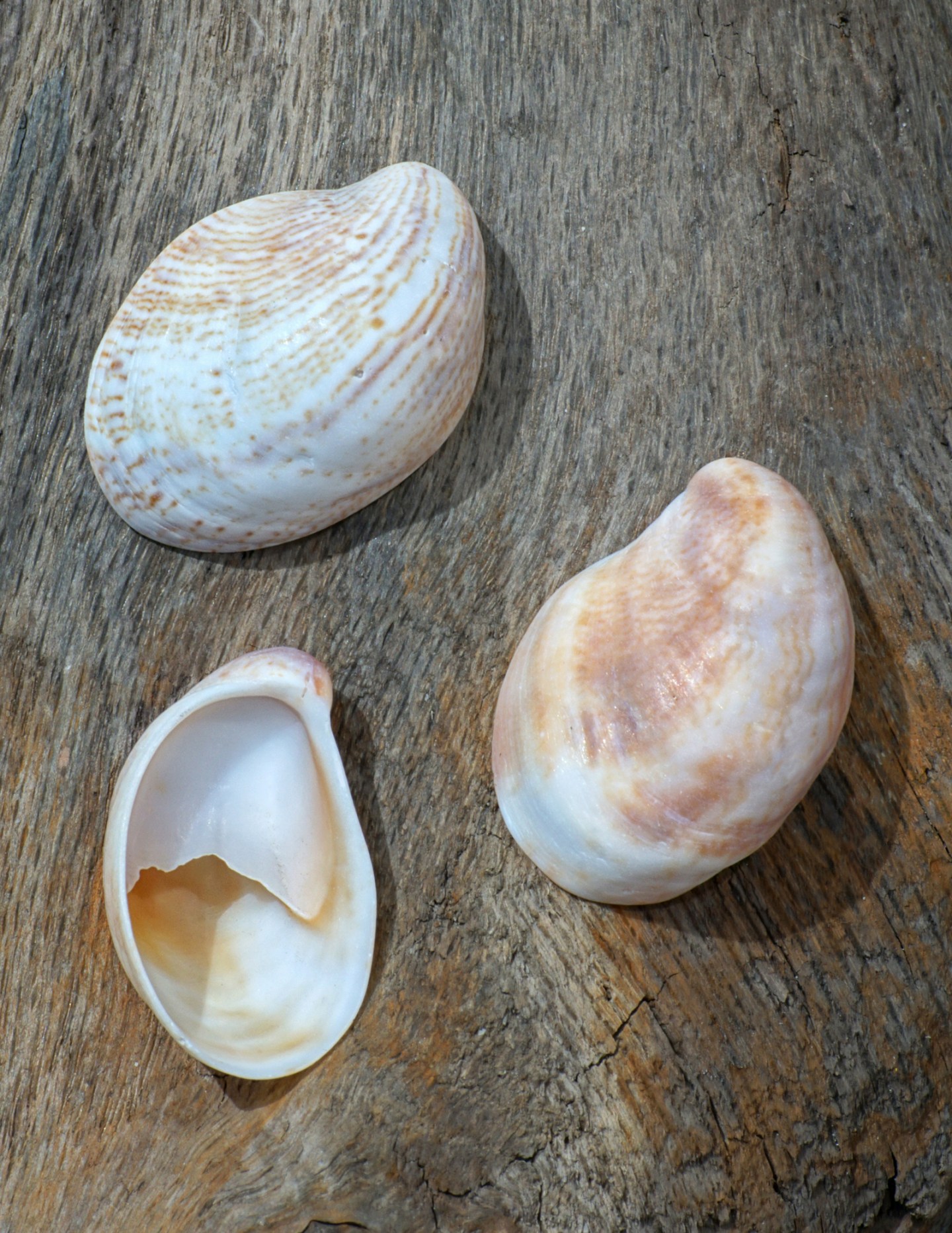 Large Moon Shell Univalve Seashell Identification from Tops, Cones, Cowries, Moon ...